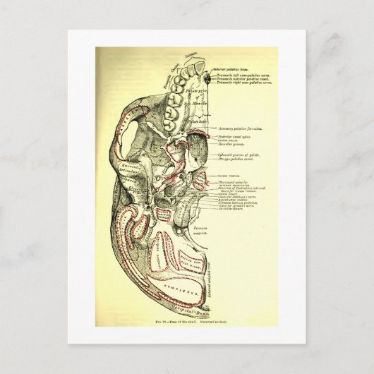  anatomische ondergrond van de schedel briefkaart (Voorkant)