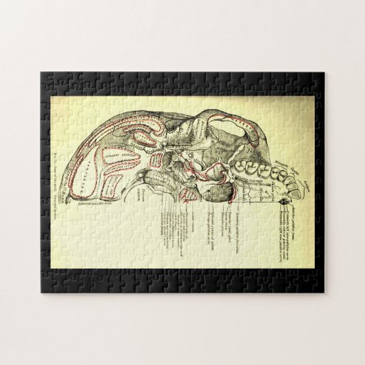  anatomische ondergrond van de schedel legpuzzel (Horizontaal)
