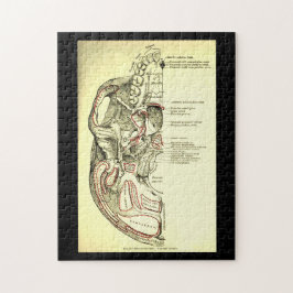 anatomische ondergrond van de schedel legpuzzel