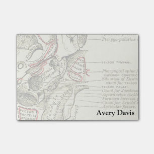 anatomische ondergrond van de schedel post-it® notes