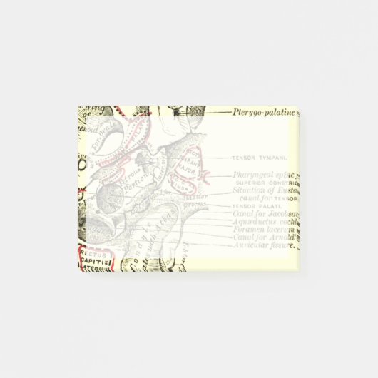 anatomische ondergrond van de schedel post-it® notes (Voorkant)