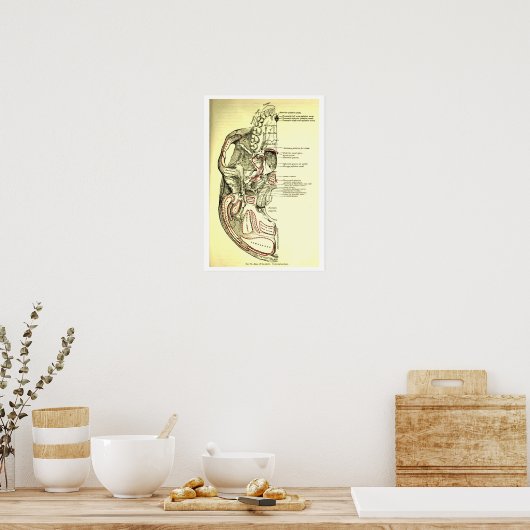 anatomische ondergrond van de schedel poster (Keuken)