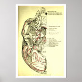  anatomische ondergrond van de schedel poster (Voorkant)