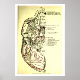 anatomische ondergrond van de schedel poster