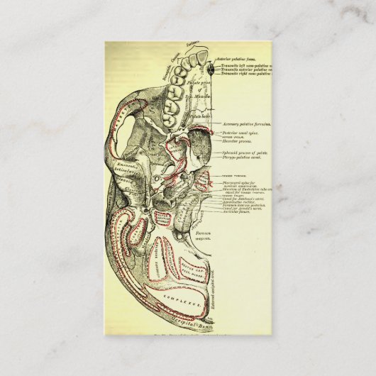  anatomische ondergrond van de schedel visitekaartje (Voorkant)