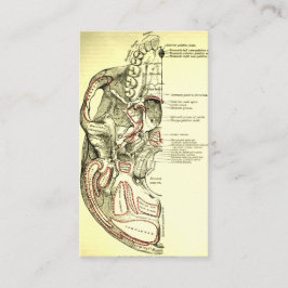  anatomische ondergrond van de schedel visitekaartje