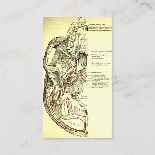  anatomische ondergrond van de schedel visitekaartje (Voorkant)