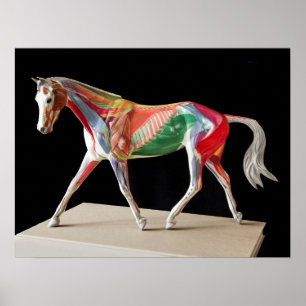 Anatomische paarden poster