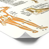 Anatomische referentie voor artistieke spieren poster (Hoek)
