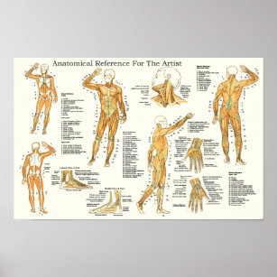 Anatomische referentie voor artistieke spieren poster