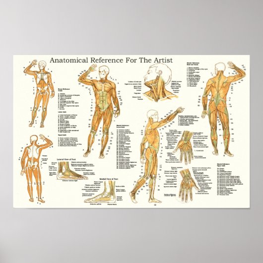 Anatomische referentie voor artistieke spieren poster (Voorkant)