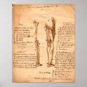 Anatomische schets poster (Voorkant)