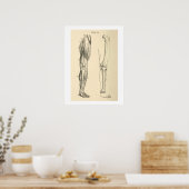 anatomische spieren en Botten Poster (Keuken)