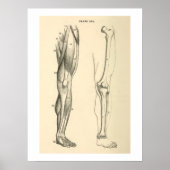  anatomische spieren en Botten Poster (Voorkant)