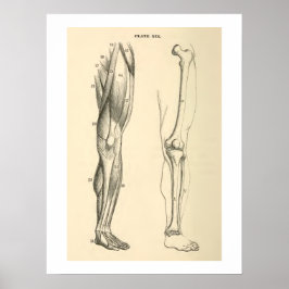 anatomische spieren en Botten Poster