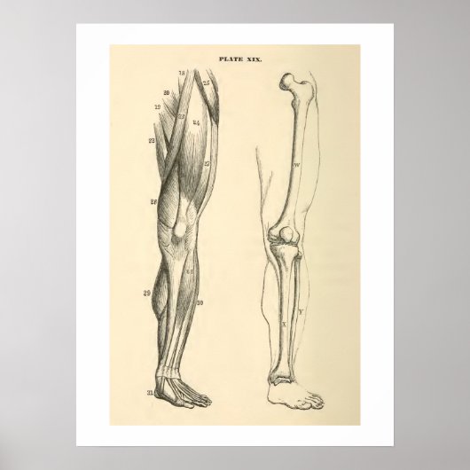 anatomische spieren en Botten Poster (Voorkant)