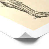 anatomische spieren en Botten Poster (Hoek)