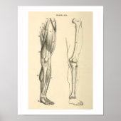  anatomische spieren en Botten Poster (Voorkant)