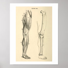 anatomische spieren en Botten Poster
