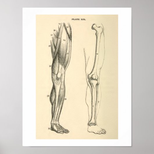 anatomische spieren en Botten Poster (Voorkant)