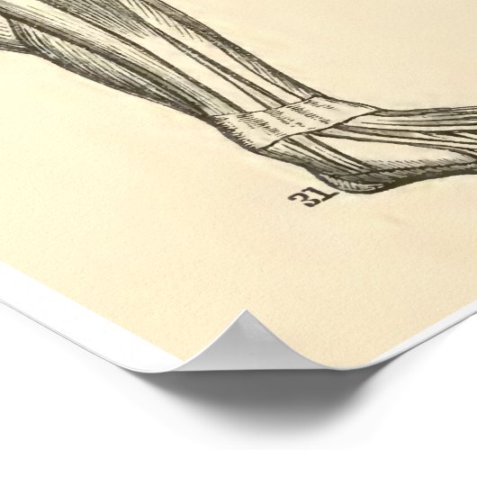 anatomische spieren en Botten Poster (Hoek)