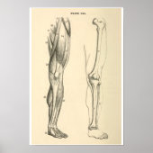 anatomische spieren en Botten Poster (Voorkant)