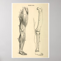  anatomische spieren en Botten