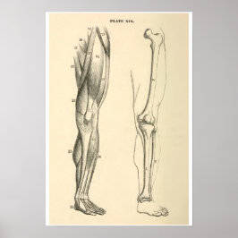anatomische spieren en Botten Poster
