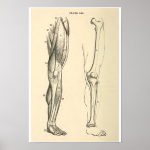 anatomische spieren en Botten Poster