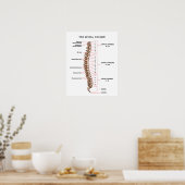 Anatomische Spinale kolomgrafiek Chiropractische K Poster (Keuken)