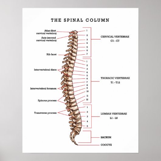 Anatomische Spinale kolomgrafiek Chiropractische K Poster (Voorkant)