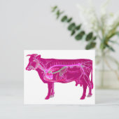 Anatomische spoelkoeien briefkaart (Staand voorkant)