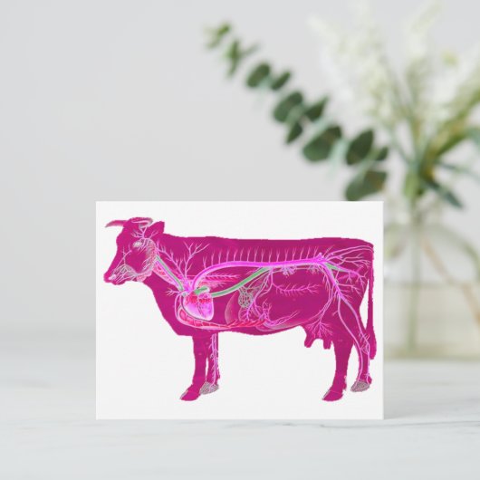 Anatomische spoelkoeien briefkaart (Staand voorkant)