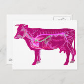 Anatomische spoelkoeien briefkaart (Voorkant / Achterkant)