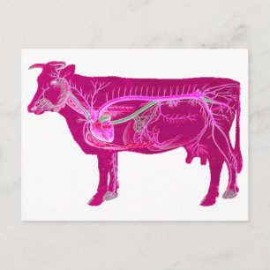 Anatomische spoelkoeien briefkaart