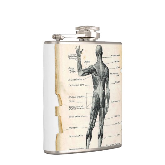  anatomische tekening heupfles (Rechts)