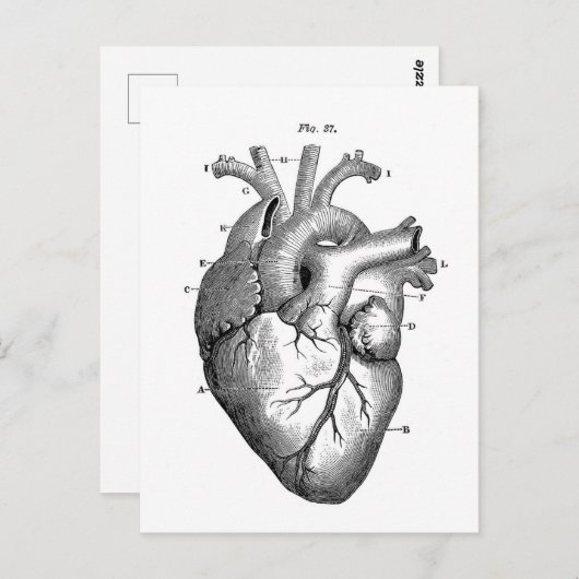 anatomische tekening menselijk hart briefkaart (Voorkant / Achterkant)