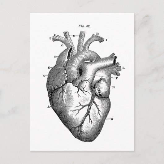 anatomische tekening menselijk hart briefkaart (Voorkant)