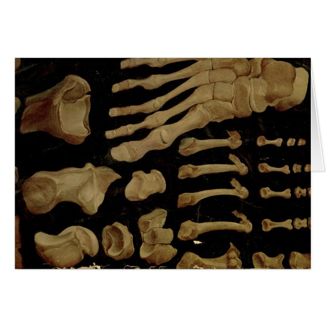 Anatomische tekening van de botten van de voet (Voorkant Horizontaal)