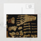 Anatomische tekening van de botten van de voet briefkaart (Voorkant / Achterkant)