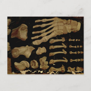 Anatomische tekening van de botten van de voet briefkaart