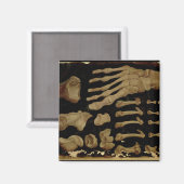 Anatomische tekening van de botten van de voet magneet (Voorkant / Achterkant)