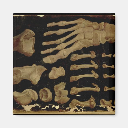 Anatomische tekening van de botten van de voet magneet (Voorkant)