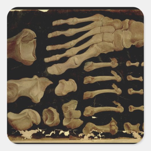 Anatomische tekening van de botten van de voet vierkante sticker (Voorkant)