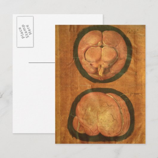 Anatomische tekening van het menselijk brein briefkaart (Voorkant / Achterkant)