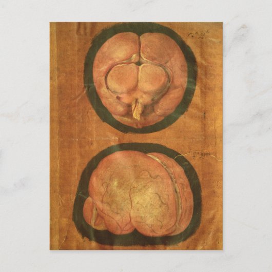 Anatomische tekening van het menselijk brein briefkaart (Voorkant)