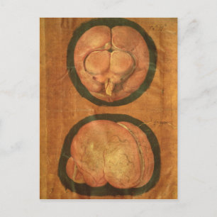 Anatomische tekening van het menselijk brein briefkaart