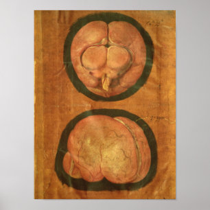 Anatomische tekening van het menselijk brein poster