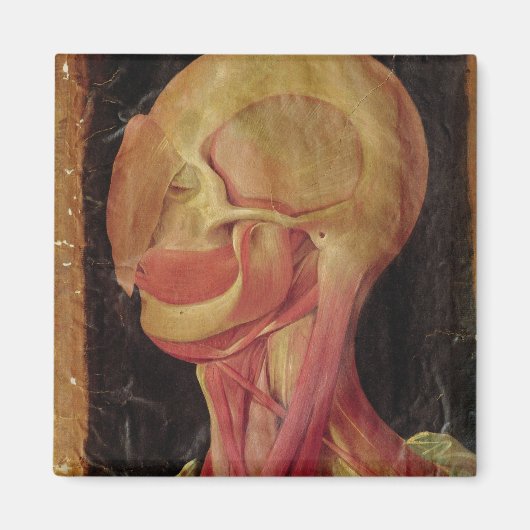 Anatomische tekening van het menselijk hoofd magneet (Voorkant)