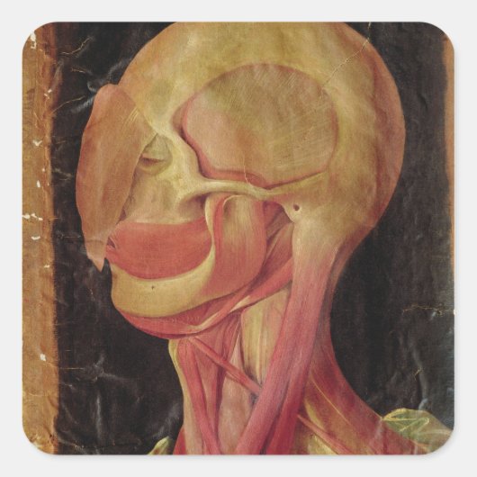 Anatomische tekening van het menselijk hoofd vierkante sticker (Voorkant)
